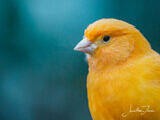 Permalink to A Yellow Bird