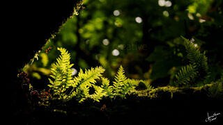 Backlit Ferns