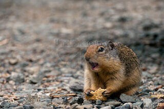 Greedy Ground Squirrel