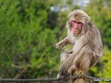 Permalink to Monkeys at Iwatayama Monkey Park
