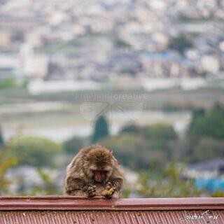 Monkey at Iwatayama Monkey Park 2