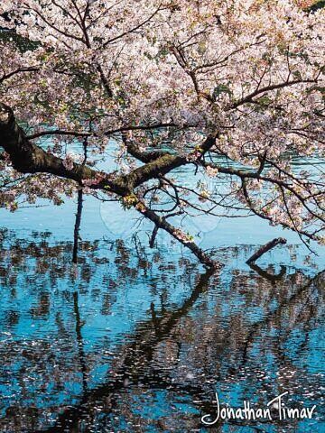 Sakura on the Lake | Jonathan Timar